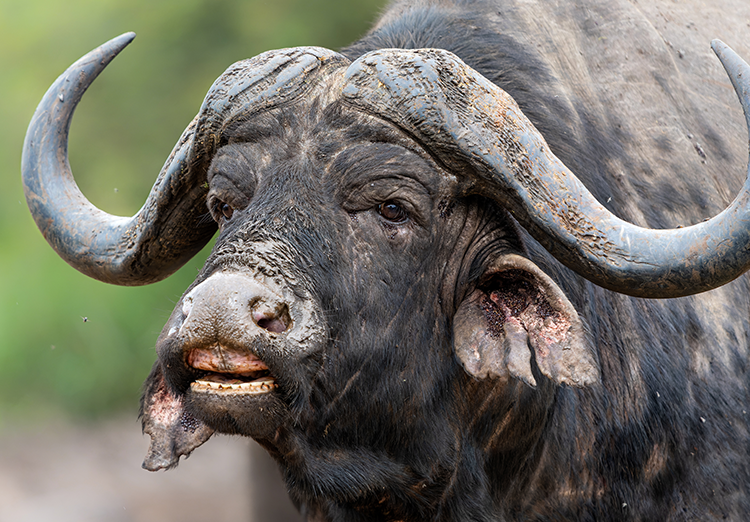 Buffel