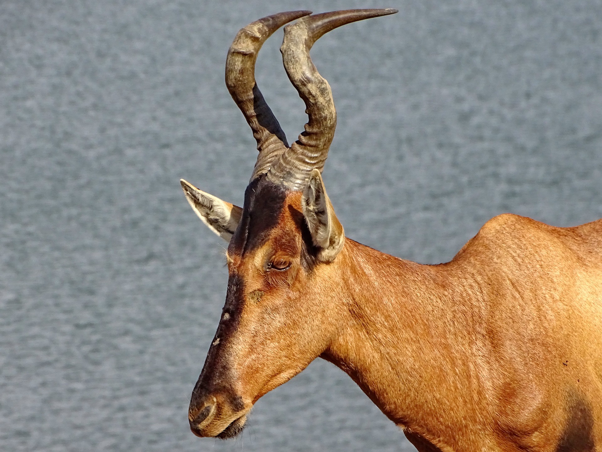Kuhantilope