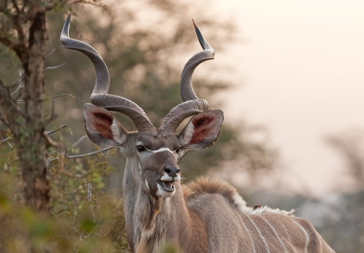 Kudu