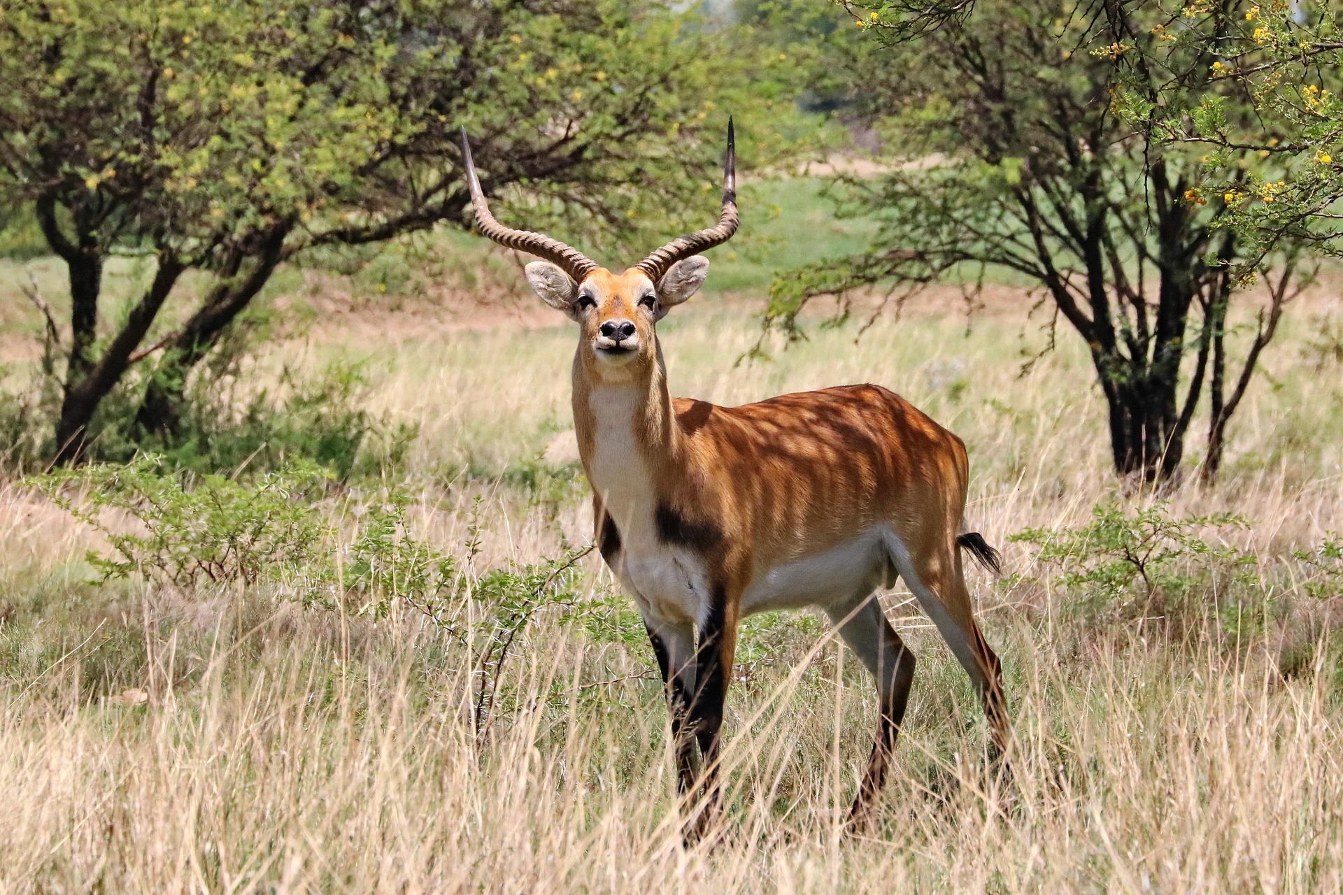 Lechwe